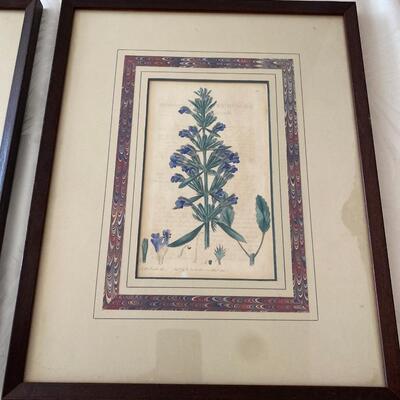 Three Antique Botanical Colored Engravings