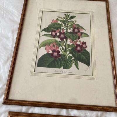 Two Antique Botanical Colored Engravings