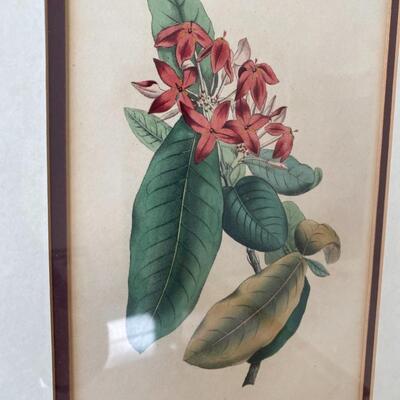 Three Antique Botanical Colored Engravings