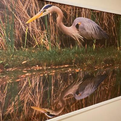 Large Naturalist Photo of Blue Egrets Wall Hanging Mural