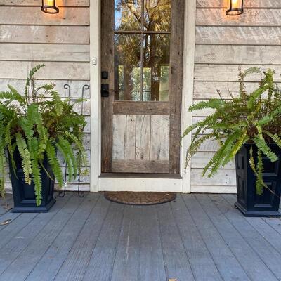 Two Large Ferns in Planters
