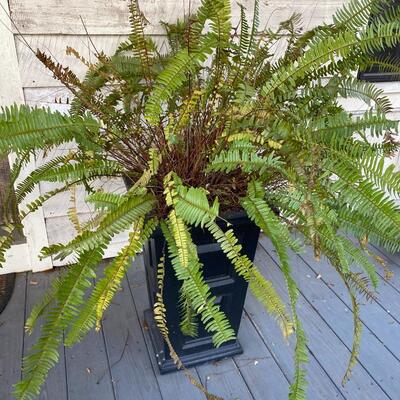 Two Large Ferns in Planters