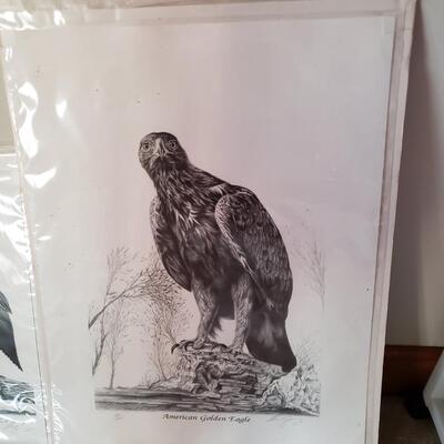 Wildlife Lithographs