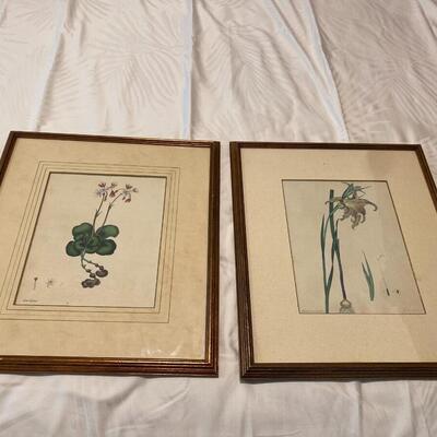 Two Antique Botanical Colored Engravings