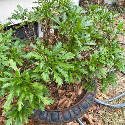 Antique Iron Urn Planter Pot