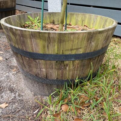Lime Tree in Large Barrel Planter