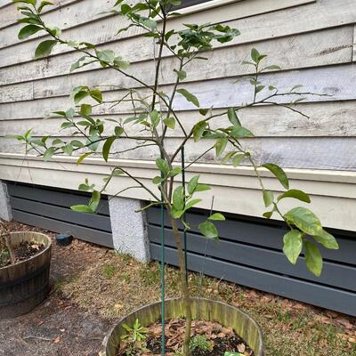 Lime Tree in Large Barrel Planter