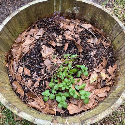 Two Herb Gardens in Large Barrel Planters