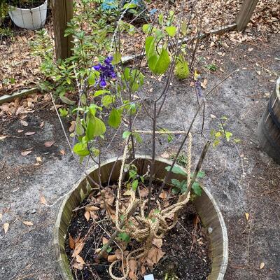 Two Herb Gardens in Large Barrel Planters