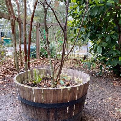 Fig Tree in Large Barrel Planter