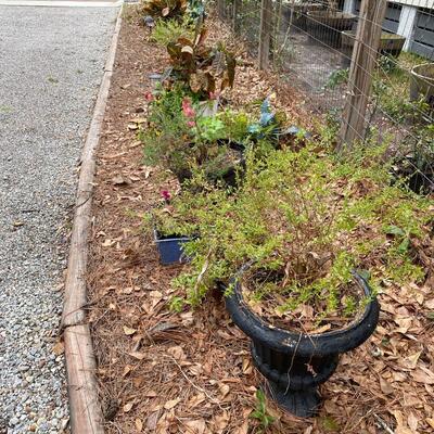 Eleven Plants in Planters