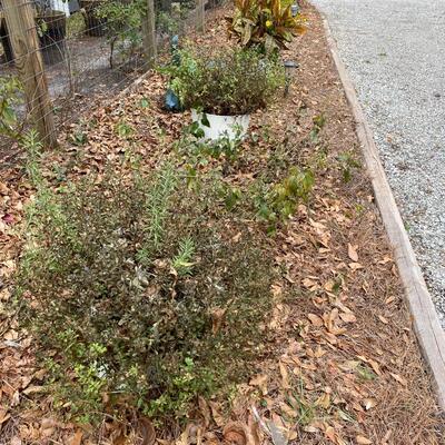 Eleven Plants in Planters