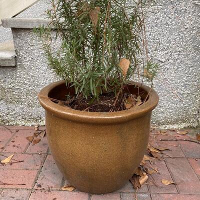 Large Brown Crackle Glaze Ceramic Pot with Plant