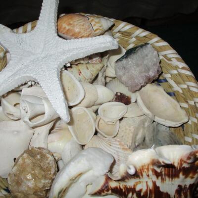 Collection of Shells