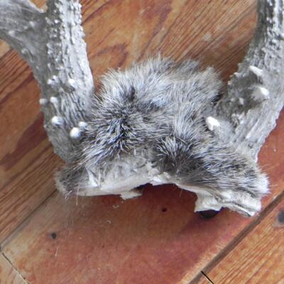 LOT 182  ANTLERS
