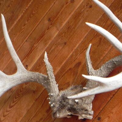 LOT 182  ANTLERS