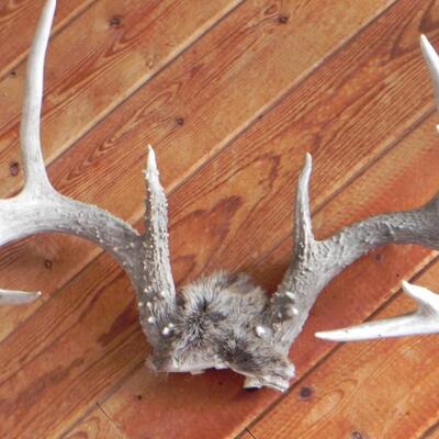 LOT 182  ANTLERS