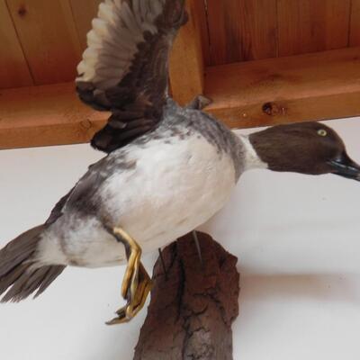 LOT 172  DUCK IN FLIGHT