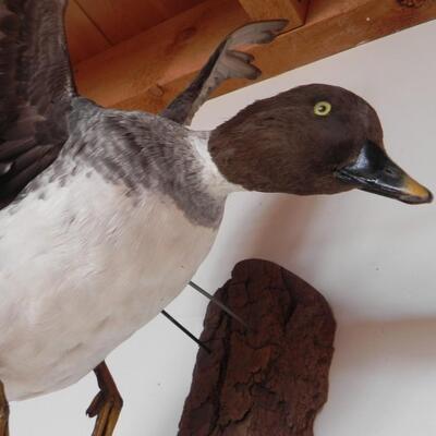 LOT 172  DUCK IN FLIGHT
