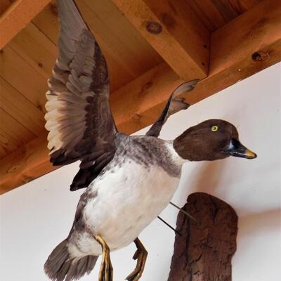 LOT 172  DUCK IN FLIGHT