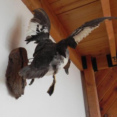 LOT 172  DUCK IN FLIGHT