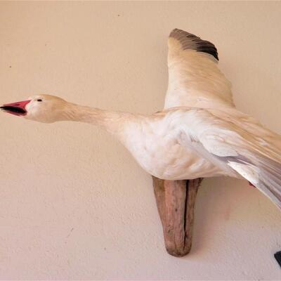 LOT 179  SNOW GOOSE