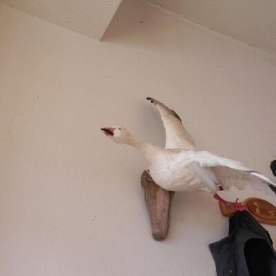 LOT 179  SNOW GOOSE