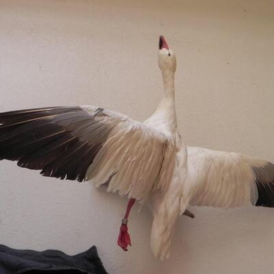 LOT 179  SNOW GOOSE