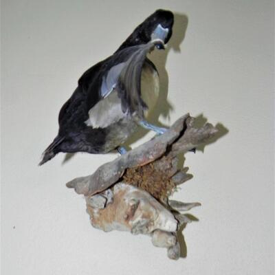 LOT 171  DUCK TAXIDERMY