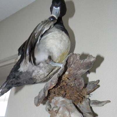 LOT 171  DUCK TAXIDERMY