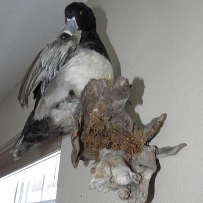 LOT 171  DUCK TAXIDERMY