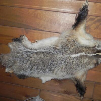 LOT 186  BADGER SKIN