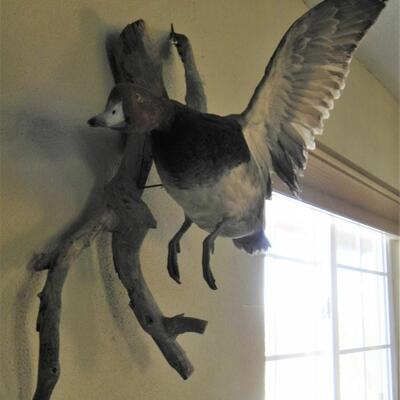 LOT 190  DUCK, TAXIDERMY