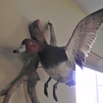 LOT 190  DUCK, TAXIDERMY
