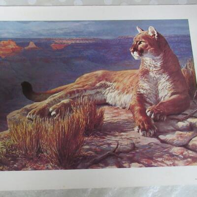 Mountian Lion Print, Remington Wildlife Art Collection, USA