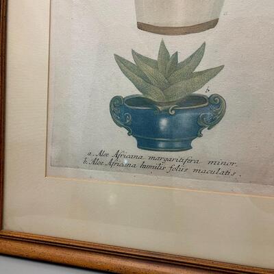 Antique Plate circa 1800s