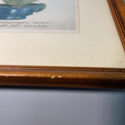 Antique Plate circa 1800s