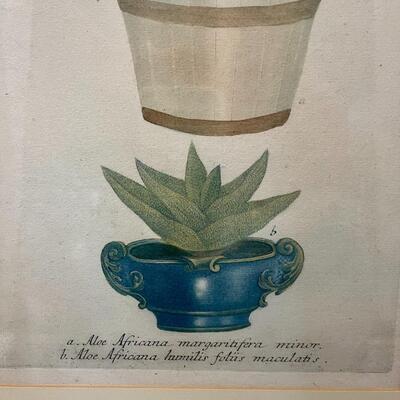 Antique Plate circa 1800s