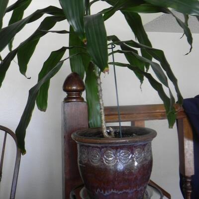 LOT 72  LIVE PLANT WITH METAL STAND