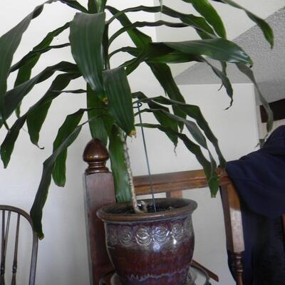 LOT 72  LIVE PLANT WITH METAL STAND
