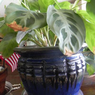 LOT 74  TWO LIVE PLANTS