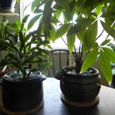 LOT 70  LIVE  POTTED PLANTS