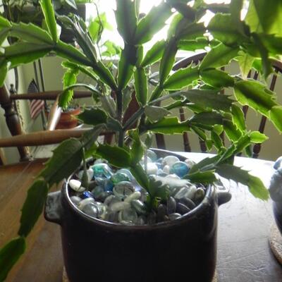 LOT 70  LIVE  POTTED PLANTS