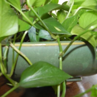LOT 75  POTTED PLANTS (2)