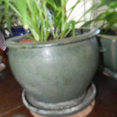 LOT 75  POTTED PLANTS (2)