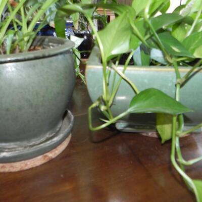 LOT 75  POTTED PLANTS (2)