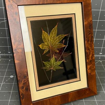 Framed Under Glass Japanese Maple Leaves