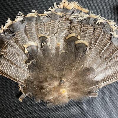 Turkey feathers