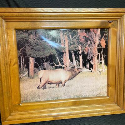 Elk print