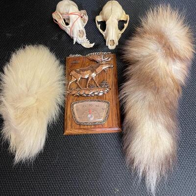 Skulls and tails